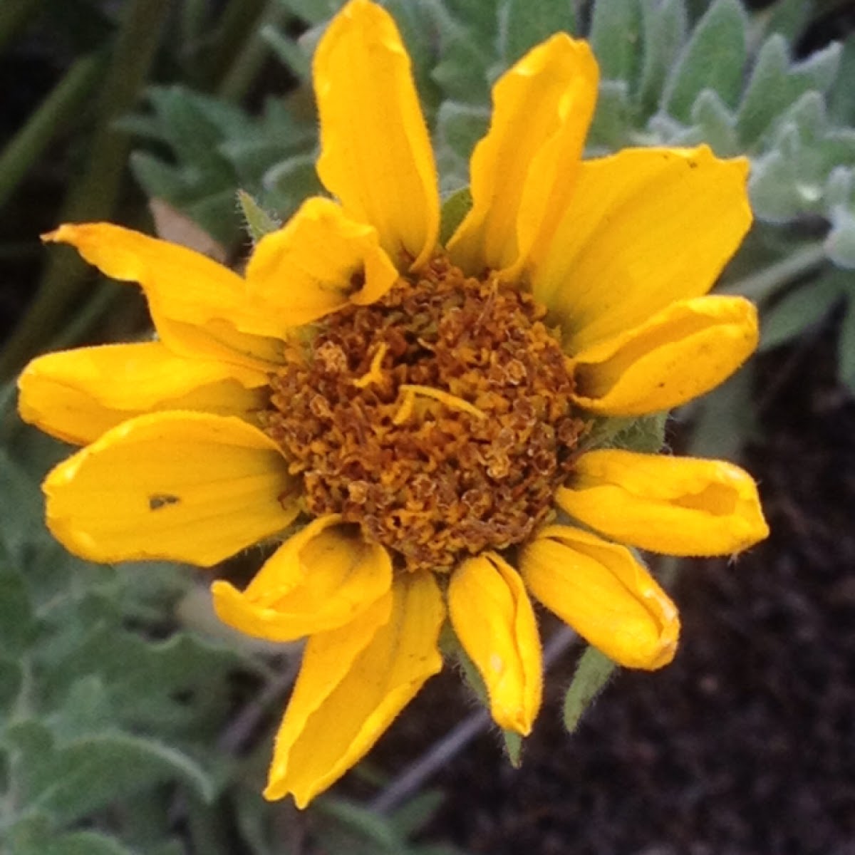 Hooker's balsamroot