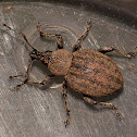 Alfalfa Snout Beetle