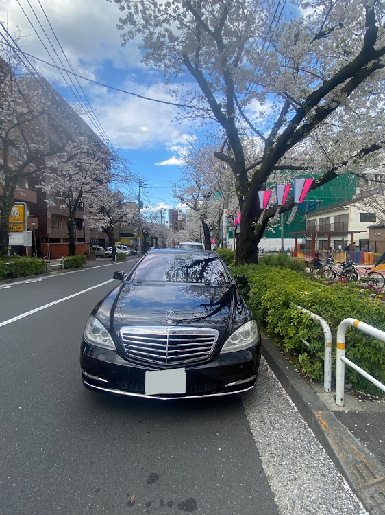 Sクラスセダンの桜と愛車・#ベンツSクラス・ベンツ女子・さくらコラボ・機嫌取りが報われる日は来るのだろうかに関するカスタム事例の投稿画像1枚目