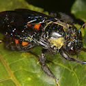 Carpenter bee (female)