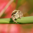 Jumping Spider