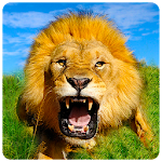 Wild Lion Simulator Apk