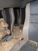 The taxi was stopped and the suspects arrested. Police recovered 30 sheep. 