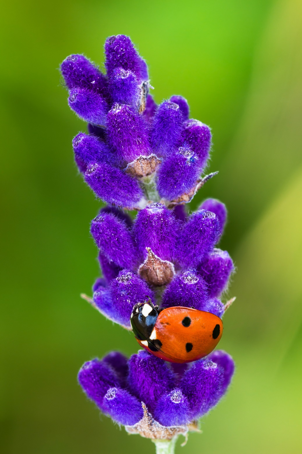 La coccinella di MauroV