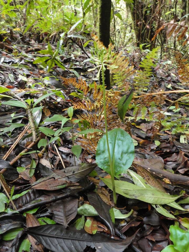 Orquídea