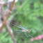 Orchard Orbweaver