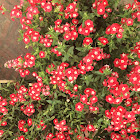 Phlox flower