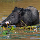 Indian boar, Andamanese pig, Moupin pig (wild, munching on Water Lily)