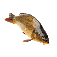 Cá Chép sông Đà sống size 1,5-2,5kg/ con