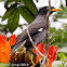 Javan Myna