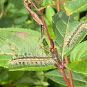 Fall Webworm