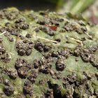 Warty Lichen