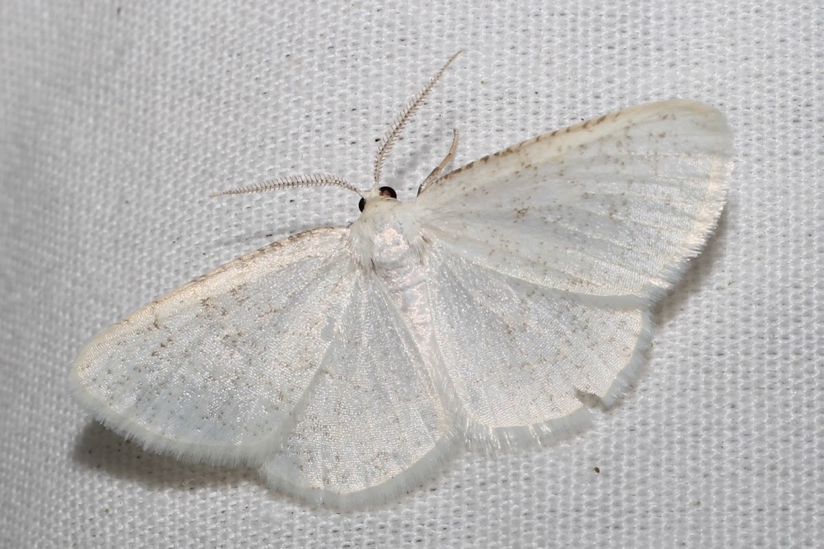 Virgin moth