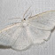 Virgin moth