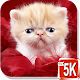 Download Baby Cat Wallpapers For PC Windows and Mac 1.0