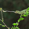 common chameleon