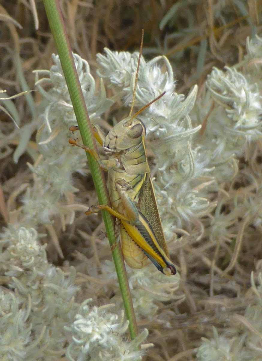 Two-Striped Grasshopper