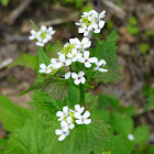 Garlic Mustard