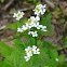 Garlic Mustard