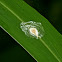 African Tulip Tree seed