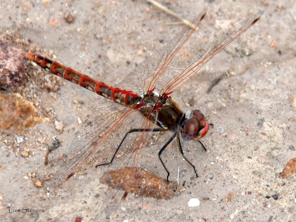 Variegated Meadowhawk