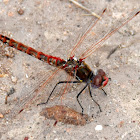 Variegated Meadowhawk