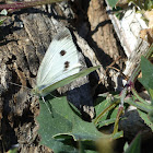 Cabbage Butterfly