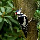 The Great Spotted Woodpecker Forest Drummer