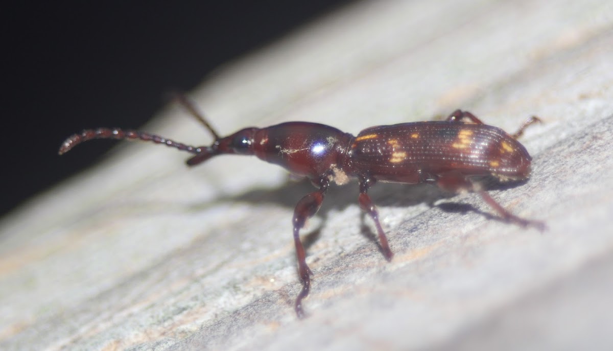 Oak Timberworm, female