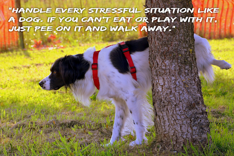Best Dog Quotes(圖1)-速報App