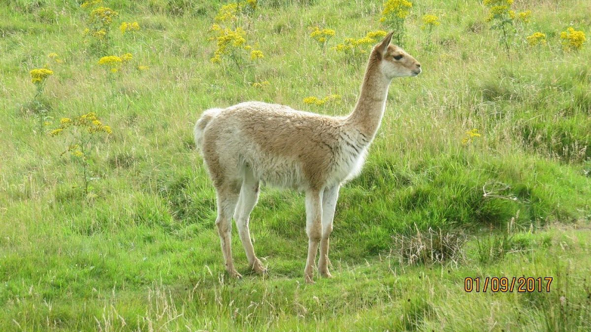 Llama