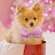 Download Cute Pink Pet Dog Wallpaper For PC Windows and Mac 1.0