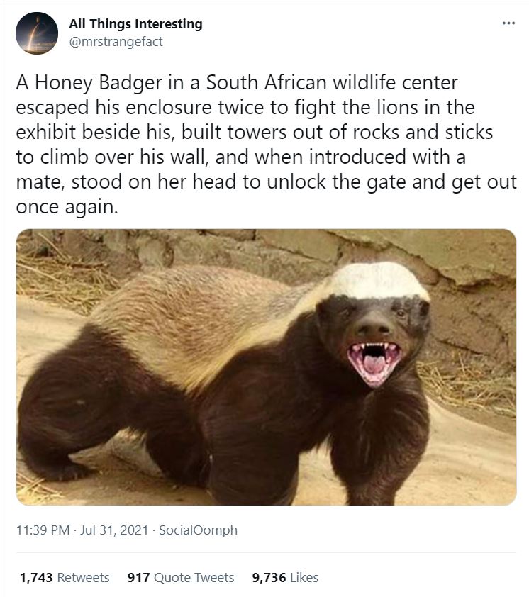 Stoeffel The Honey Badger’s Amazing Escapes Misbar