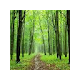 Forest Background New Tab