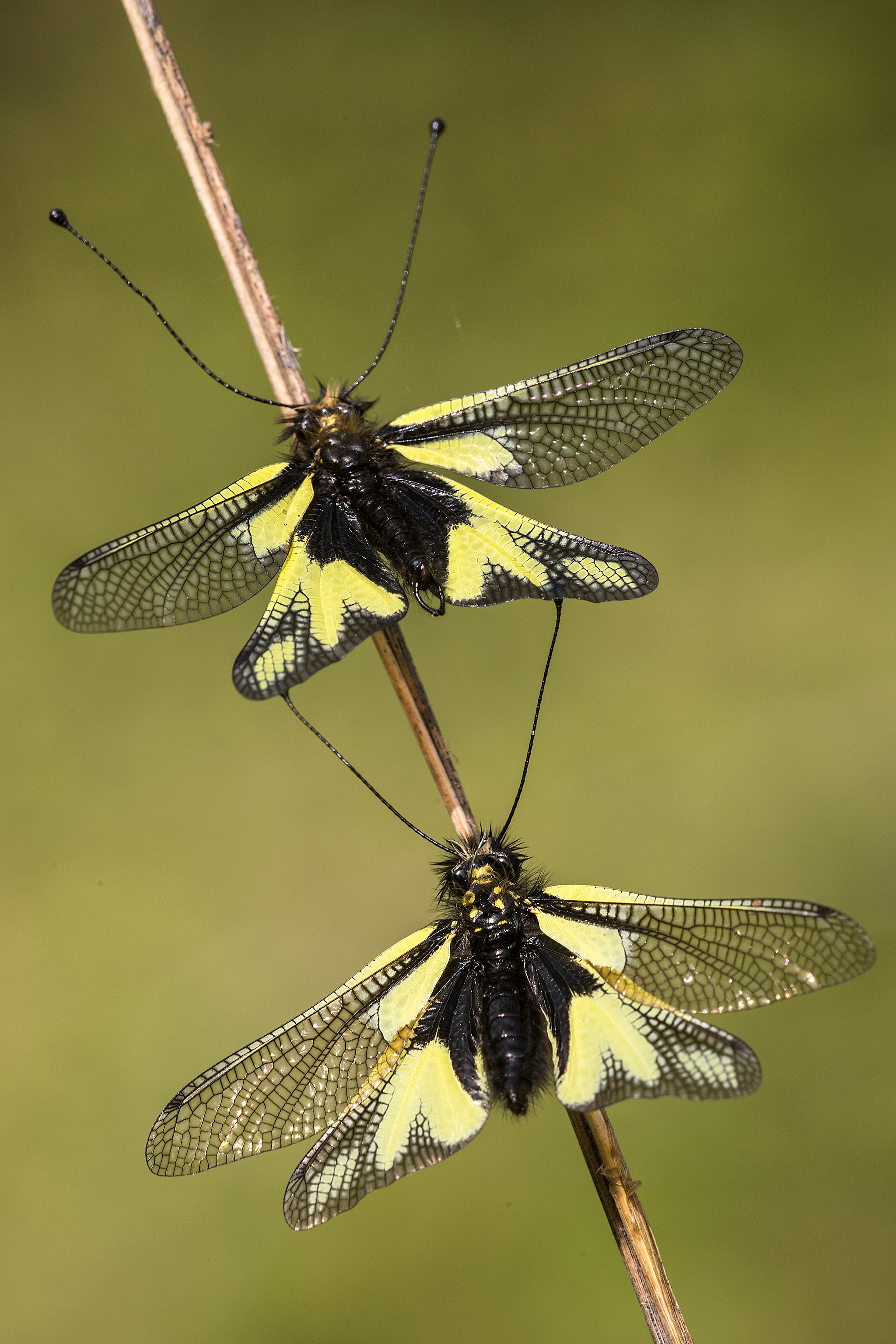 LIBELLOIDES di Giorgiopaggetti