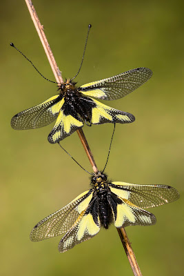 LIBELLOIDES di Giorgiopaggetti