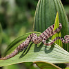 Blunthead Tree Snake