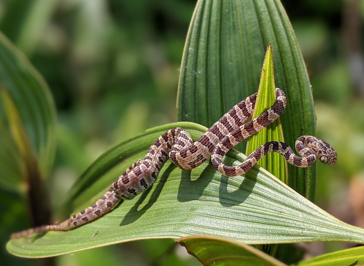 Blunthead Tree Snake