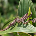 Blunthead Tree Snake