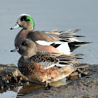 American wigeon