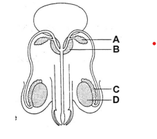 Male reproductive system