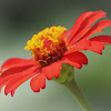 Mexican Sunflower