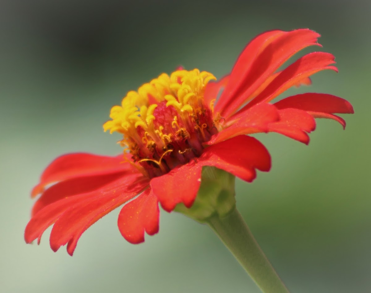 Mexican Sunflower