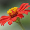 Mexican Sunflower