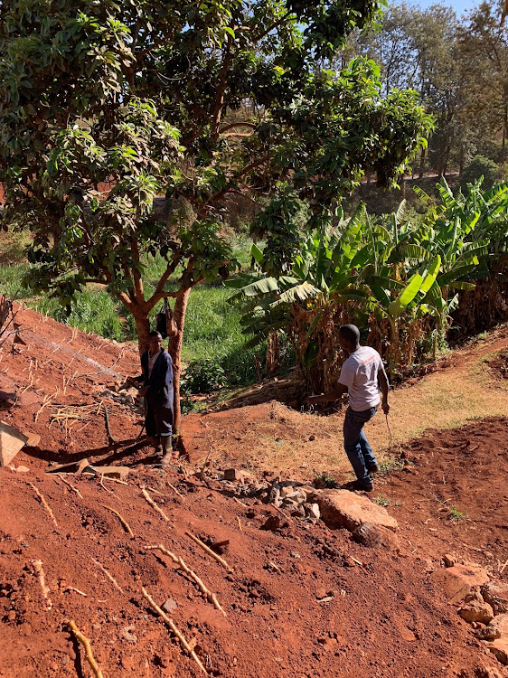 Cultivation has started on the soil illegally pushed into the swamp