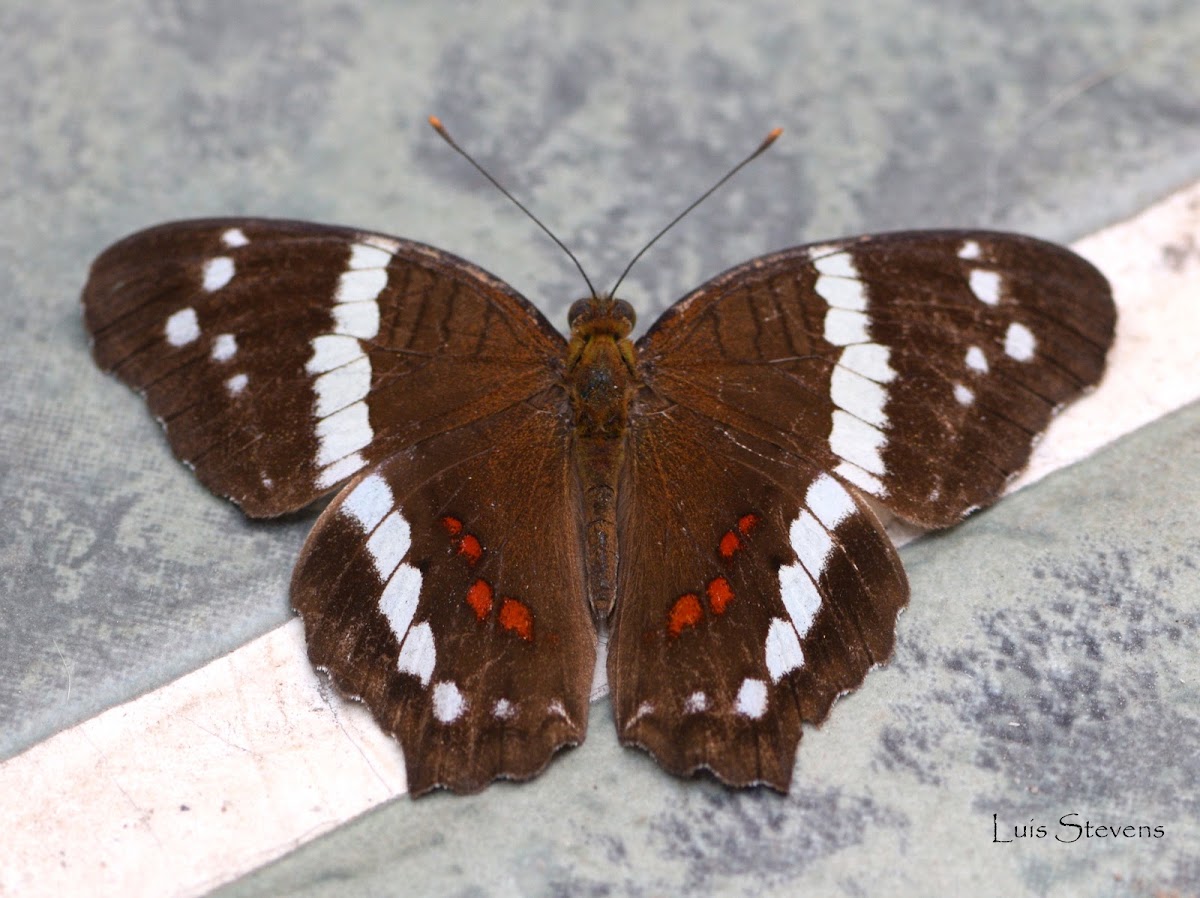 Banded Peacock