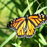 Butterflies Live Wallpaper icon