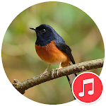 Cover Image of ดาวน์โหลด White-rumped Shama Sounds 1.0 APK