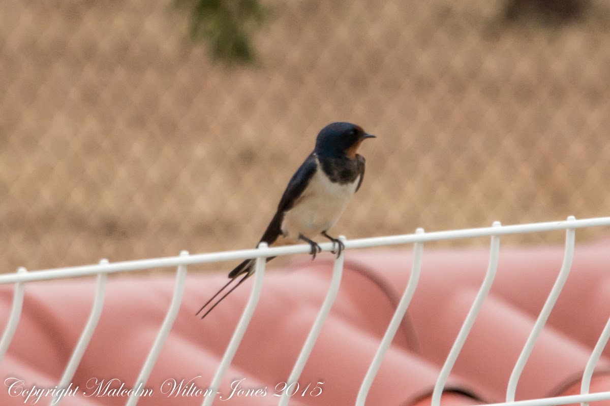 Barn Swallow, Golondrina Común