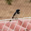 Barn Swallow, Golondrina Común